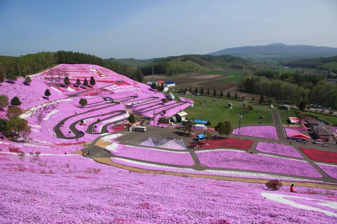 北海道 ひがしもこと芝桜まつり 年はイベント中止 新型コロナウィルスの影響 約10万 がピンクの芝桜で覆われる おんせんニュース