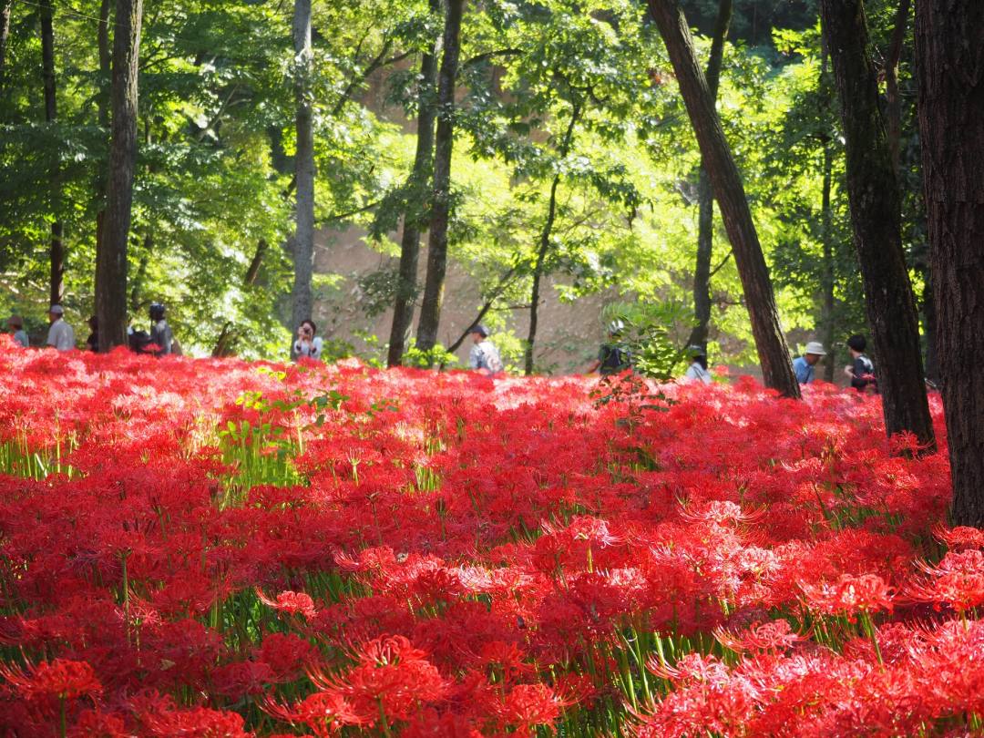 埼玉 年は中止 日本最大級500万本の彼岸花の群生地 曼珠沙華の里 巾着田はまるで赤いじゅうたん 見頃は9月中旬から 下旬ごろ おんせんニュース