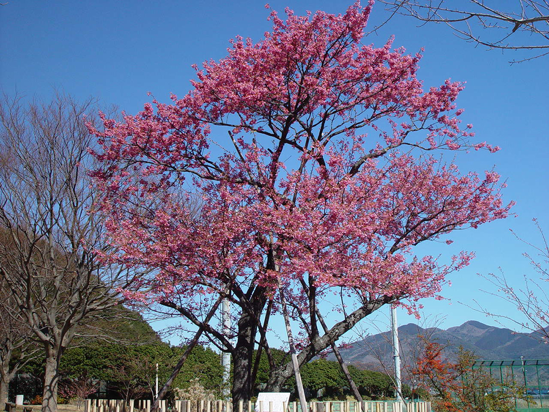 静岡 土肥温泉 土肥桜まつり 寒い1月から咲く早咲きの桜 土肥金山では金 土 日に夜桜ライトアップも おんせんニュース