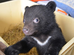 秋田 しーっ 起こさないようにね 冬眠中のクマをそっと見学できる珍しいイベント くまくま園 で温泉入浴つき冬眠見学会 3 1の指定日 おんせんニュース