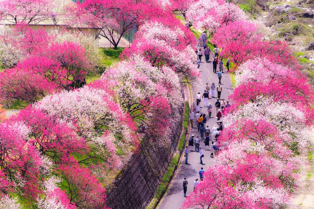 長野 月川温泉 昼神温泉 花桃の里 赤 白 ピンクの花桃が5000本 4月下旬から花桃まつりイベントも おんせんニュース