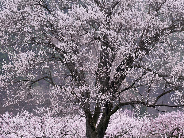 長野 一目十万本の絶景 日本一のあんずの花のお花見はいかが 信州千曲市のあんずまつり4 1 4 12 おんせんニュース