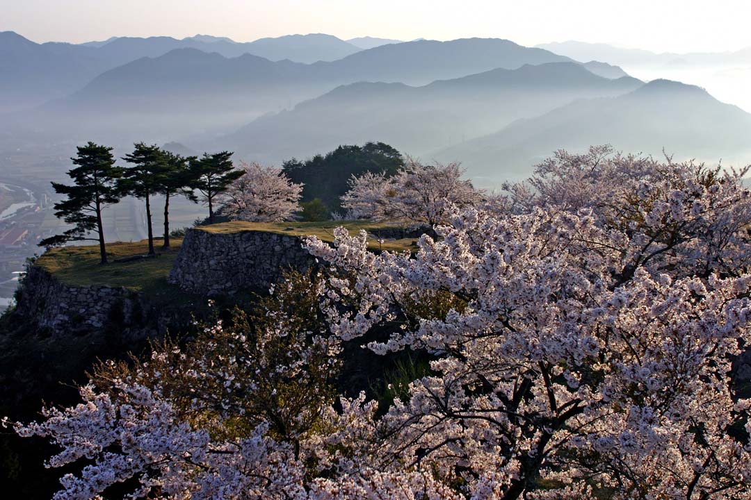 兵庫 竹田城跡 夜桜ライトアップと観覧時間延長3 25 天空の城の夜桜を愛でよう 極楽 の温泉もオススメ おんせんニュース