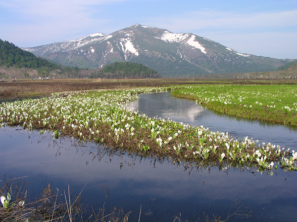 群馬 入山自粛要請中 水芭蕉が清らかに咲き誇る日本屈指の湿原 遥かな尾瀬 年は早めに満開 おんせんニュース