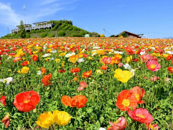 兵庫 淡路島で花の名所をめぐろう 100円でカモミール摘みなど花にまつわる体験も 淡路花祭春 おんせんニュース