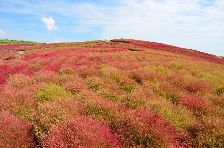 【茨城】秋の絶景！国営ひたち海浜公園・丸くてもふもふのコキアが丘を真っ赤へと染め上げる。コキアカーニバルは9/21