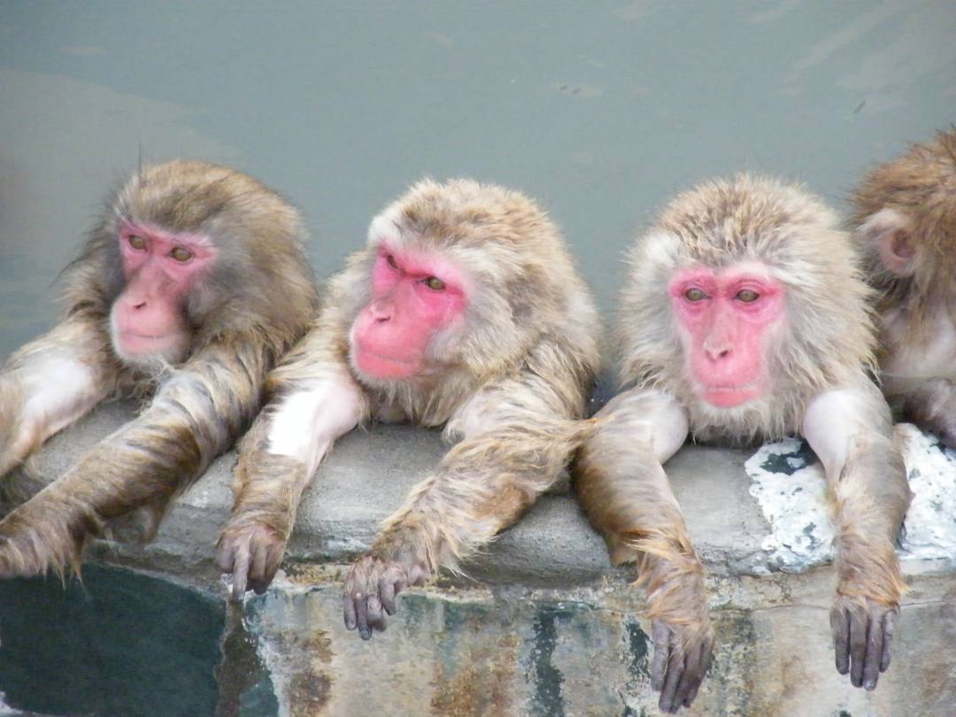 北海道 湯の川温泉 函館市熱帯植物園 毎年12月1日 翌5月gwまでサルたちも温泉に浸かる おんせんニュース