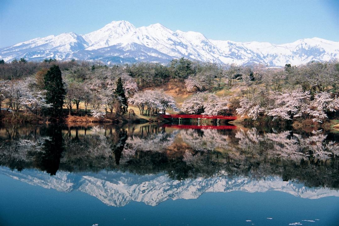 松ケ峯池に映る満開の桜と妙高山の「跳ね馬」