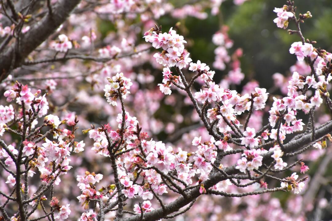 伊豆・伊東　ニューヨークランプミュージアム＆フラワーガーデン「寒桜」