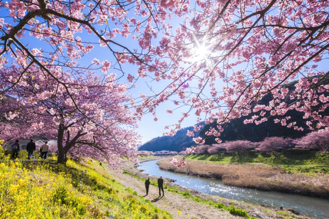 伊豆・下賀茂温泉「みなみの桜と菜の花まつり」