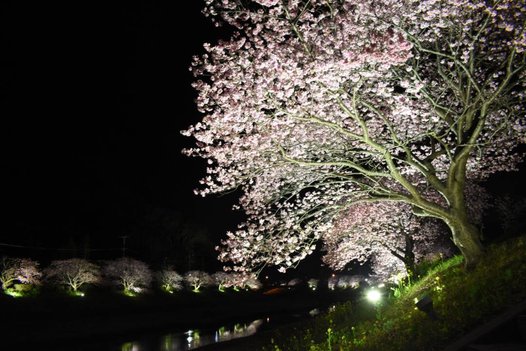 伊豆・下賀茂温泉「みなみの桜と菜の花まつり」