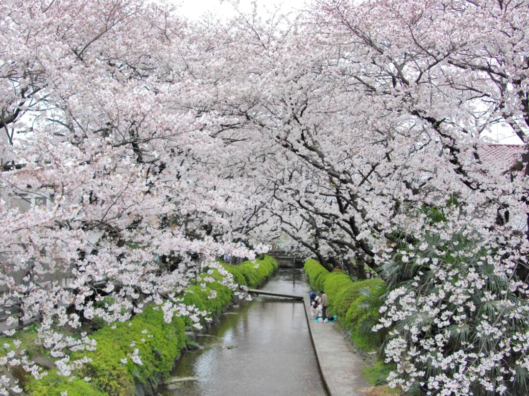 川崎市多摩区のお花見スポット