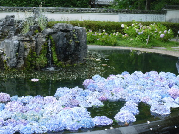 久安寺あじさい