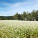 長野県木曽町 開田高原木曽馬の里 蕎麦の花の絶景