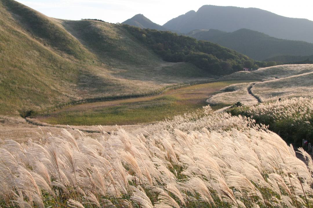奈良 曽爾高原温泉 お亀の湯 ススキの見頃は9月中旬から11月下旬 高低差のある草原一面を黄金色に染めるススキの大絶景 ライトアップも おんせんニュース