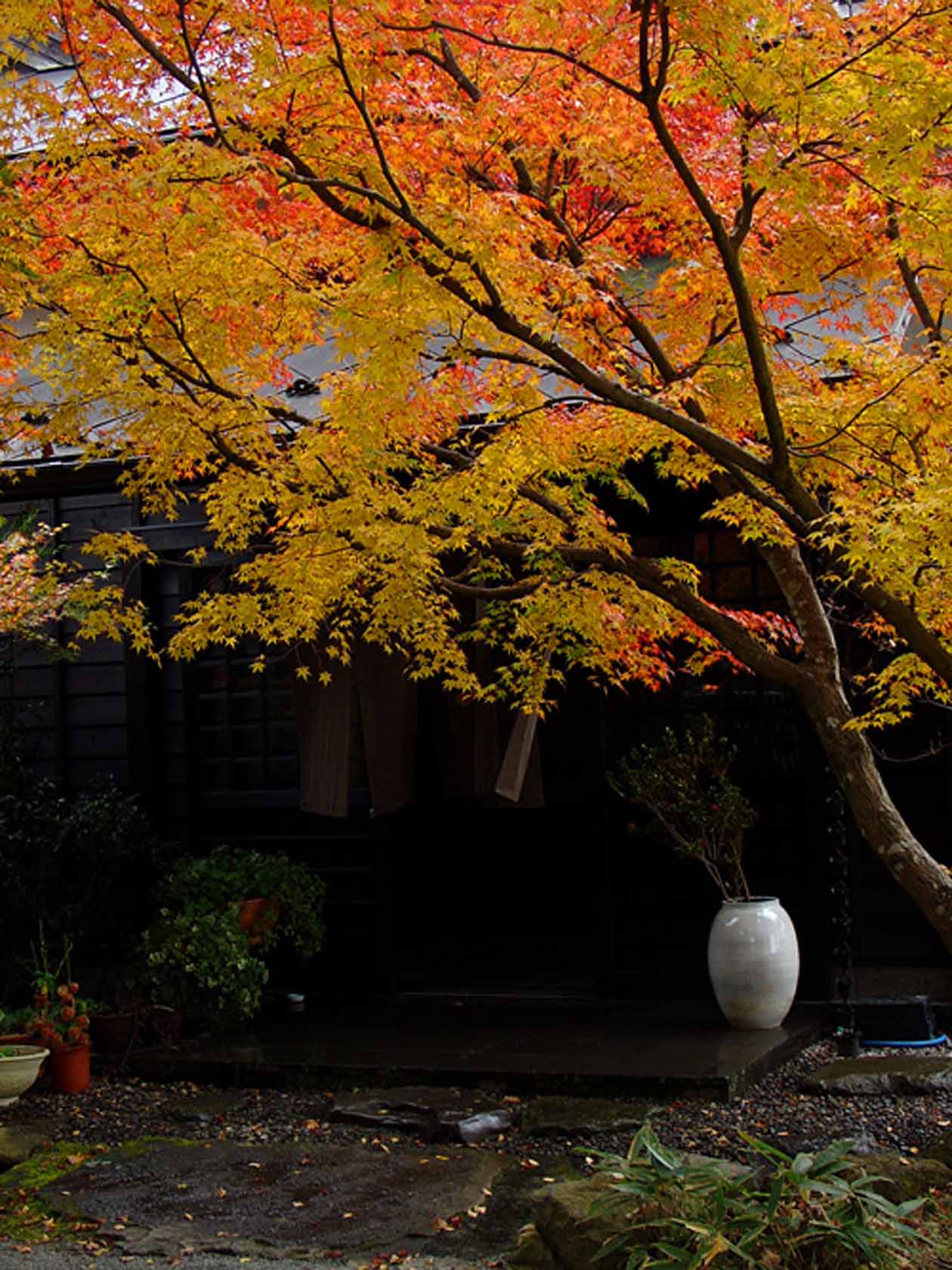 藤もと　玄関の紅葉　撮影：ザクプラン高山恵