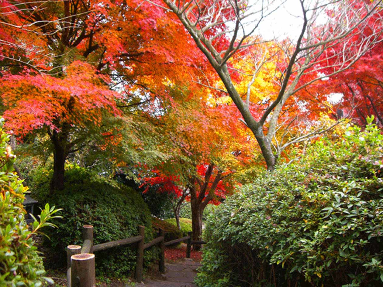 momiji