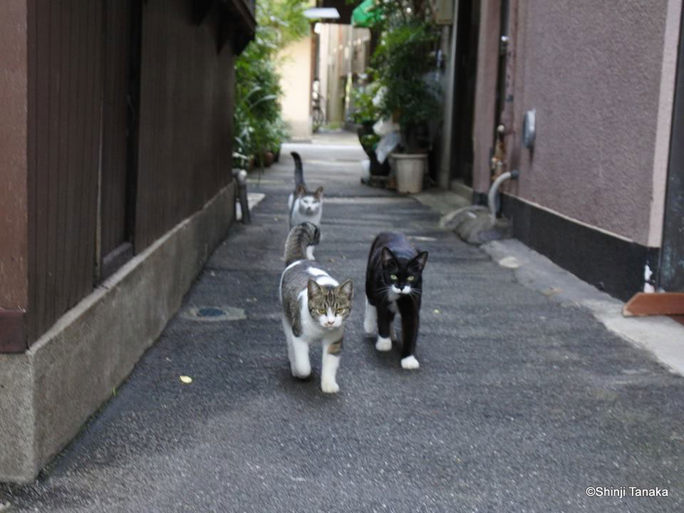 大分県別府市　別府温泉　猫の写真展「猫べっぷ」