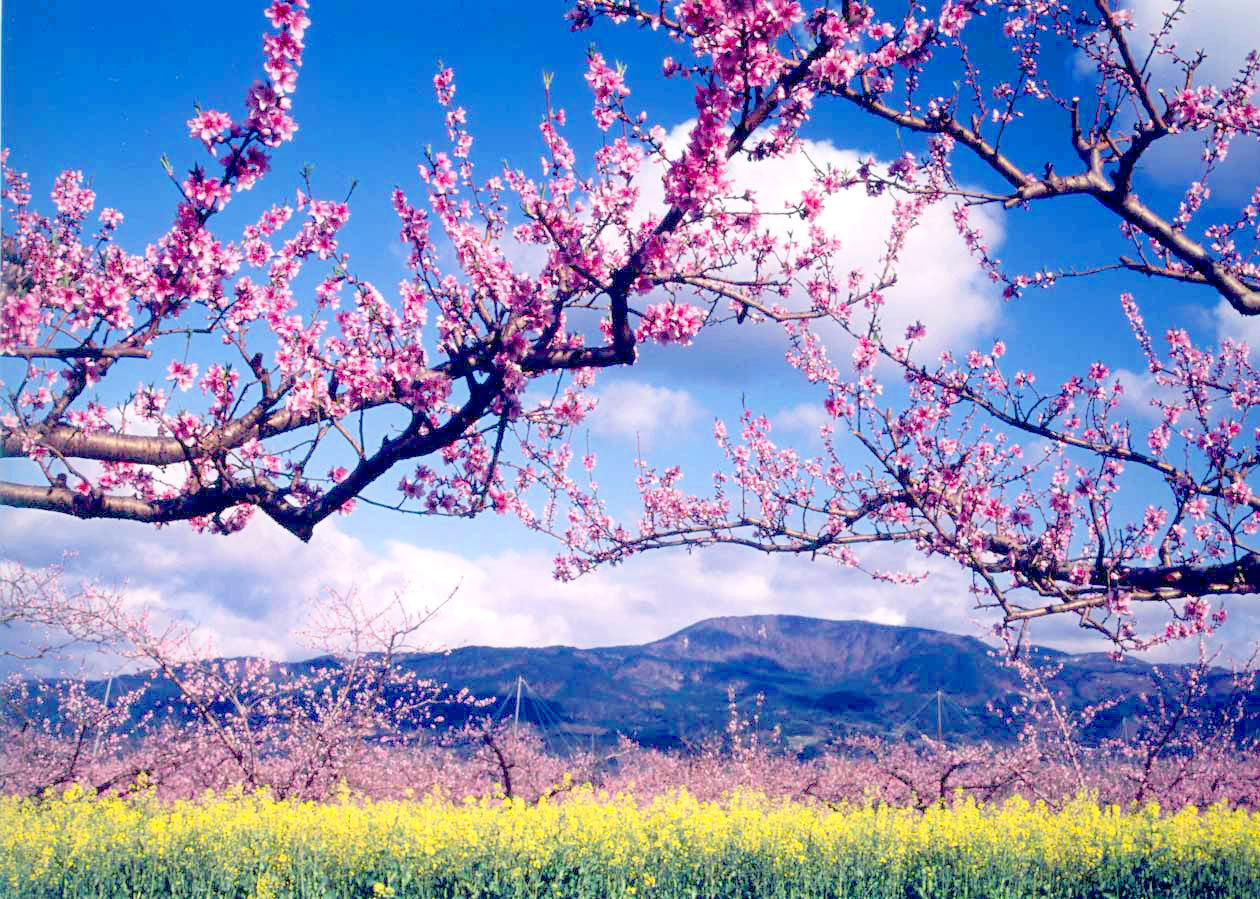 福島 ピンク色の絨毯のような広大な桃畑 ピーチライン こおり桃源郷の可憐な桃の花は4月中旬に満開 おんせんニュース
