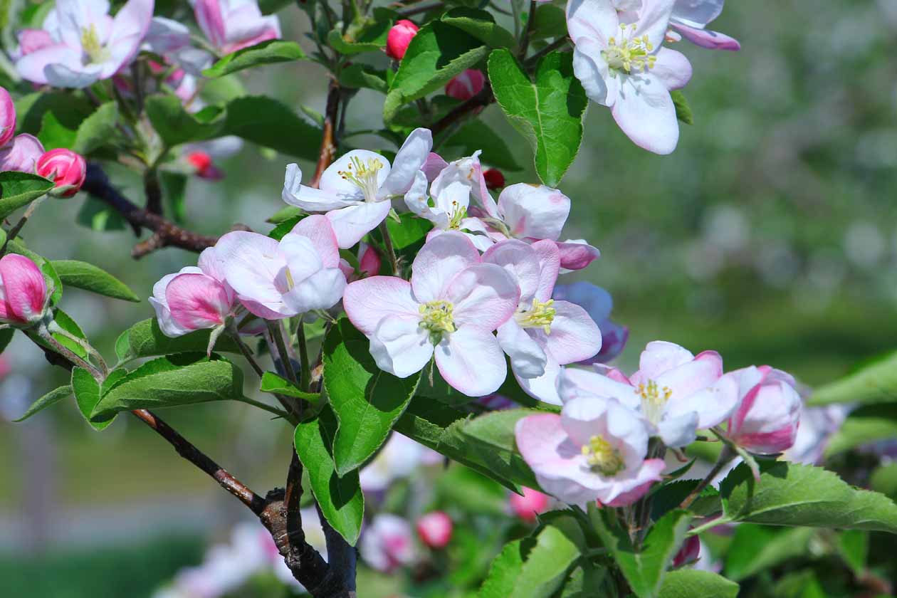 青森県弘前市　りんご花まつり