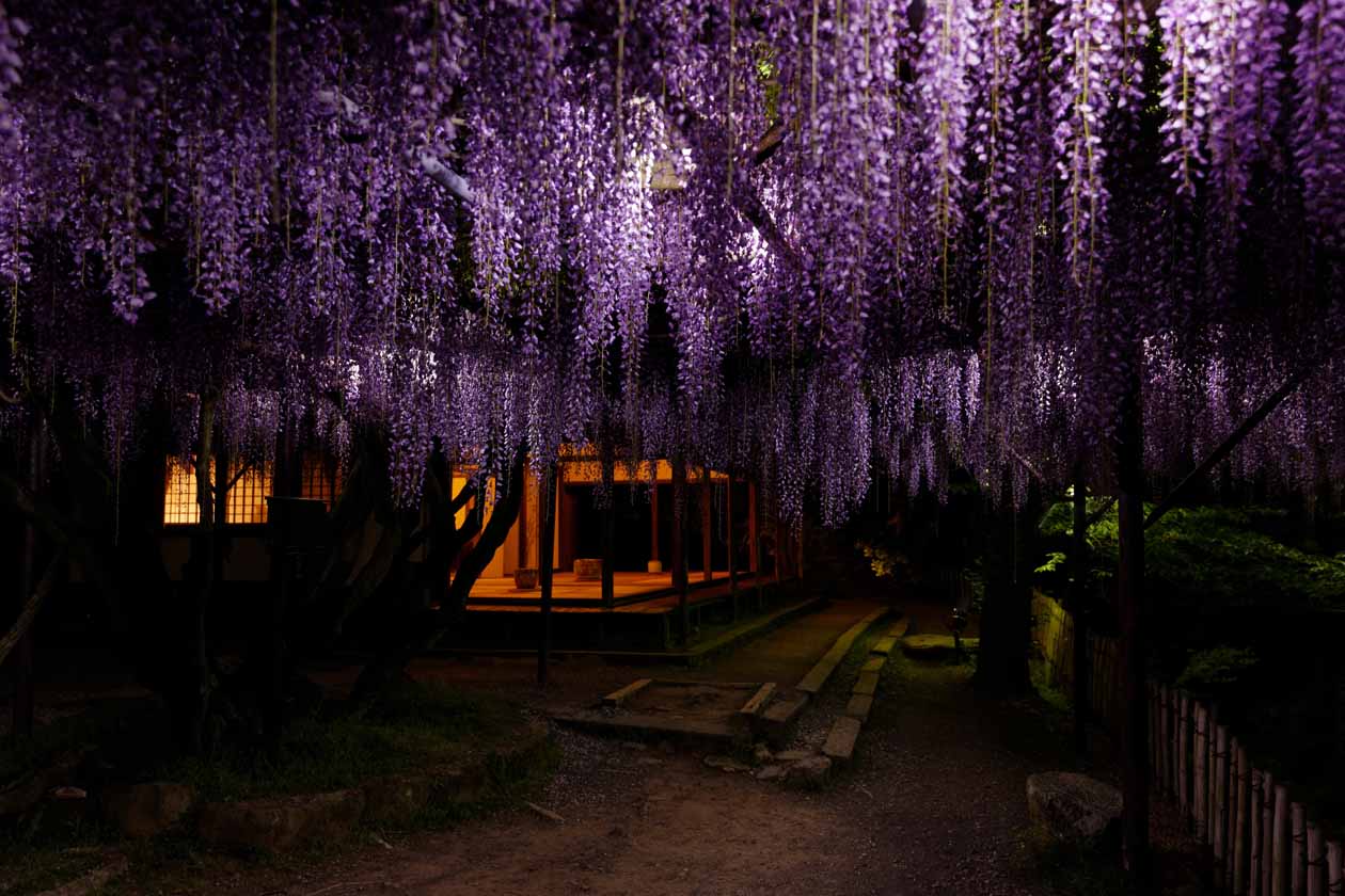 佐賀県武雄市 武雄温泉 御船山楽園 Saga pref Mifuneyama-rakuen Half a million Square meter Japanese garden