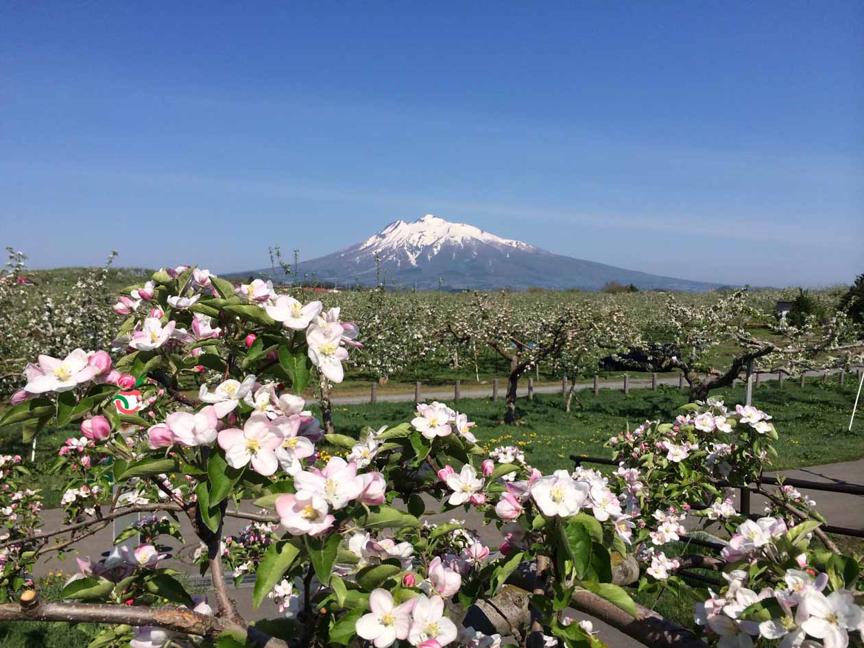 青森県弘前市　りんご花まつり　岩木山とりんごの花の絶景