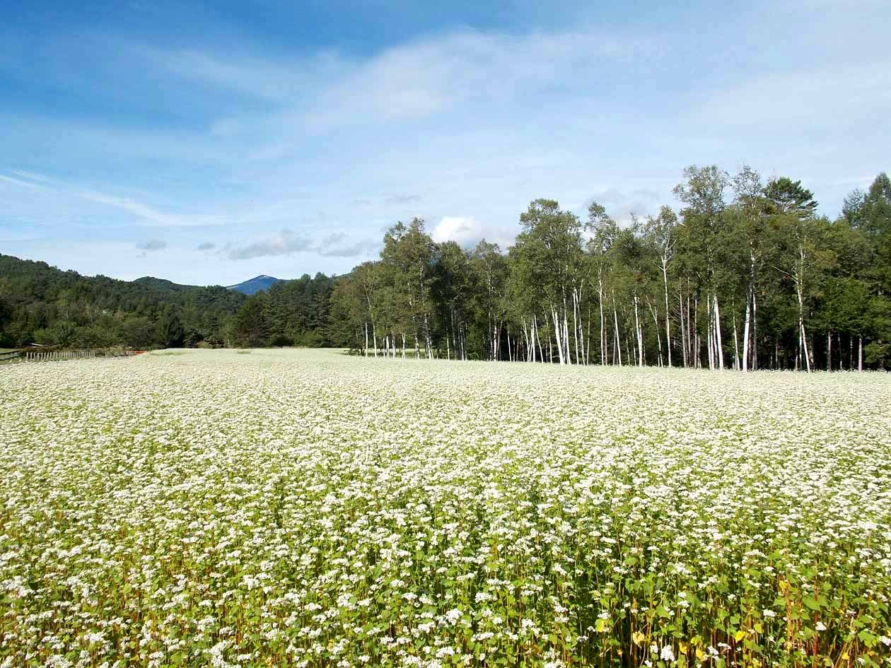長野県木曽町 開田高原木曽馬の里　蕎麦の花の絶景