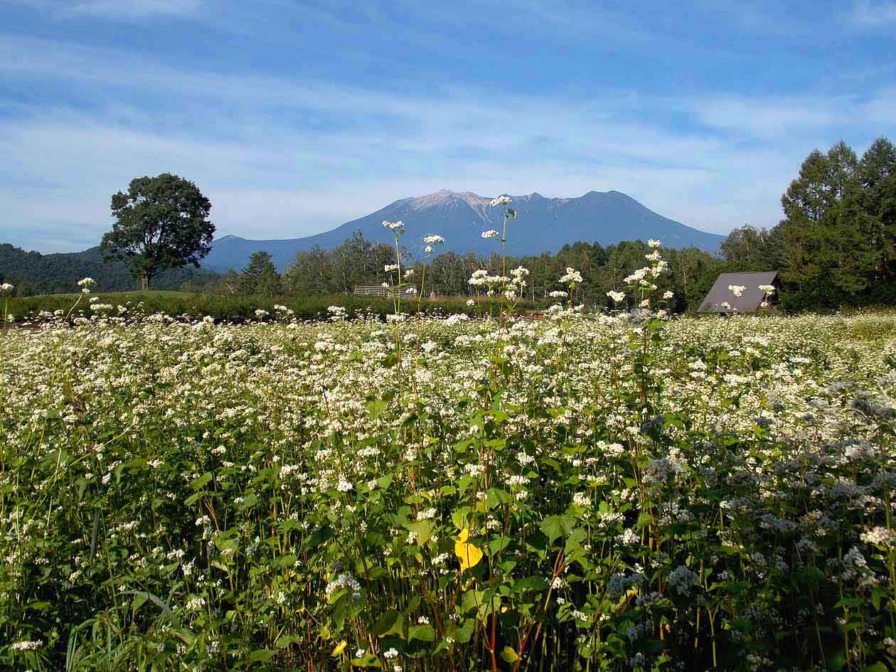 長野県木曽町 開田高原木曽馬の里　そばの花の絶景