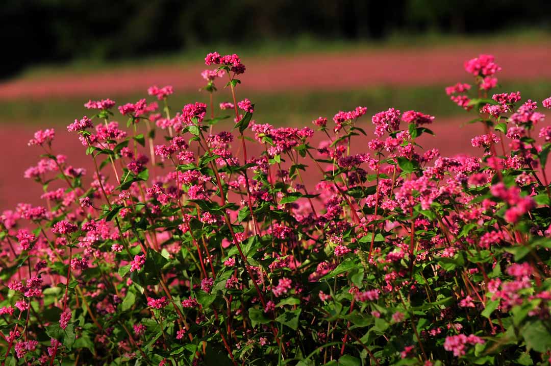 長野県上伊那郡箕輪町　赤そばの里 赤いそばの花の絶景