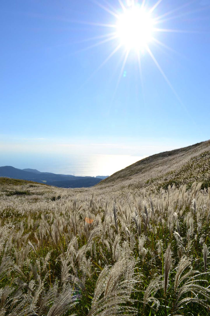 静岡県賀茂郡東伊豆町稲取細野高原のススキの絶景 すすき