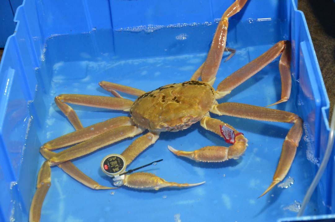 鳥取県 特選とっとり松葉がに五輝星(いつきぼし)温泉でカニ 憧れのブランド蟹を温泉で味わおう