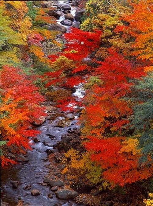 源泉かけ流しの紅葉露天風呂 長野県上高井郡高山村七味温泉 信州高山温泉郷 七味温泉ホテル 渓山亭