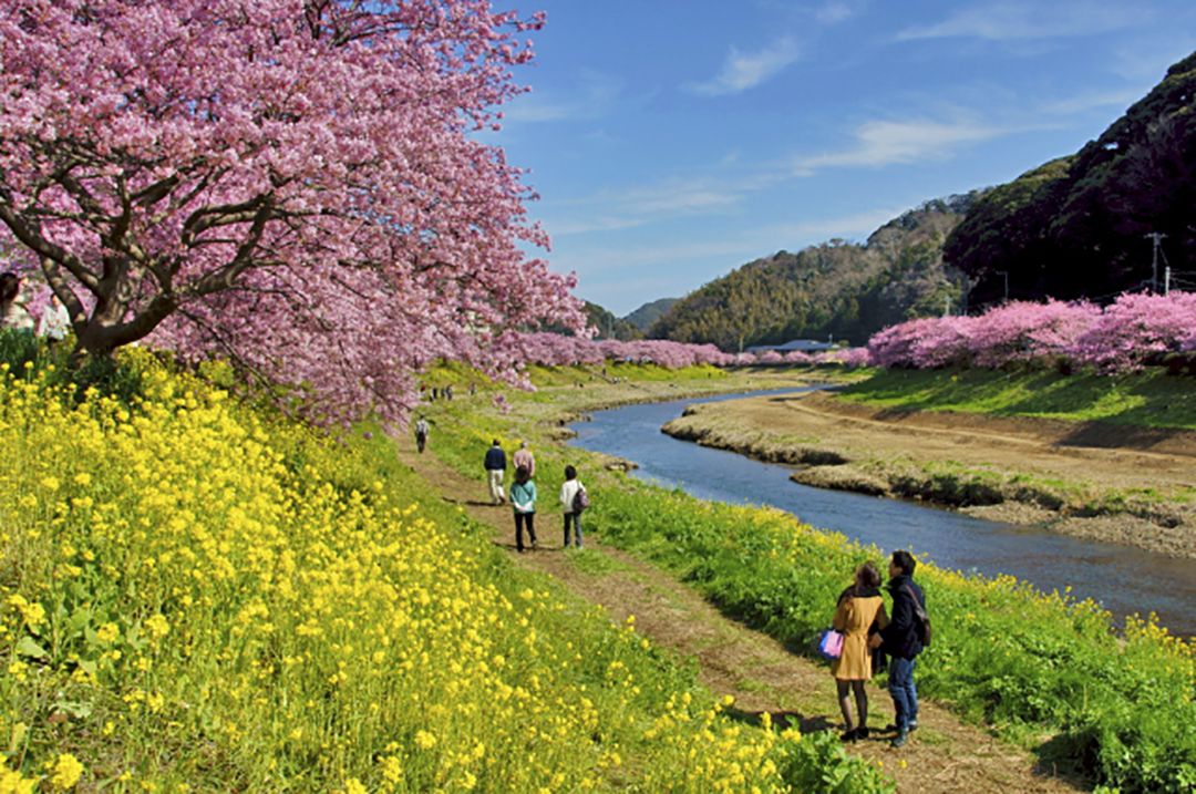 静岡県賀茂郡南伊豆町　第20回みなみの桜と菜の花まつり