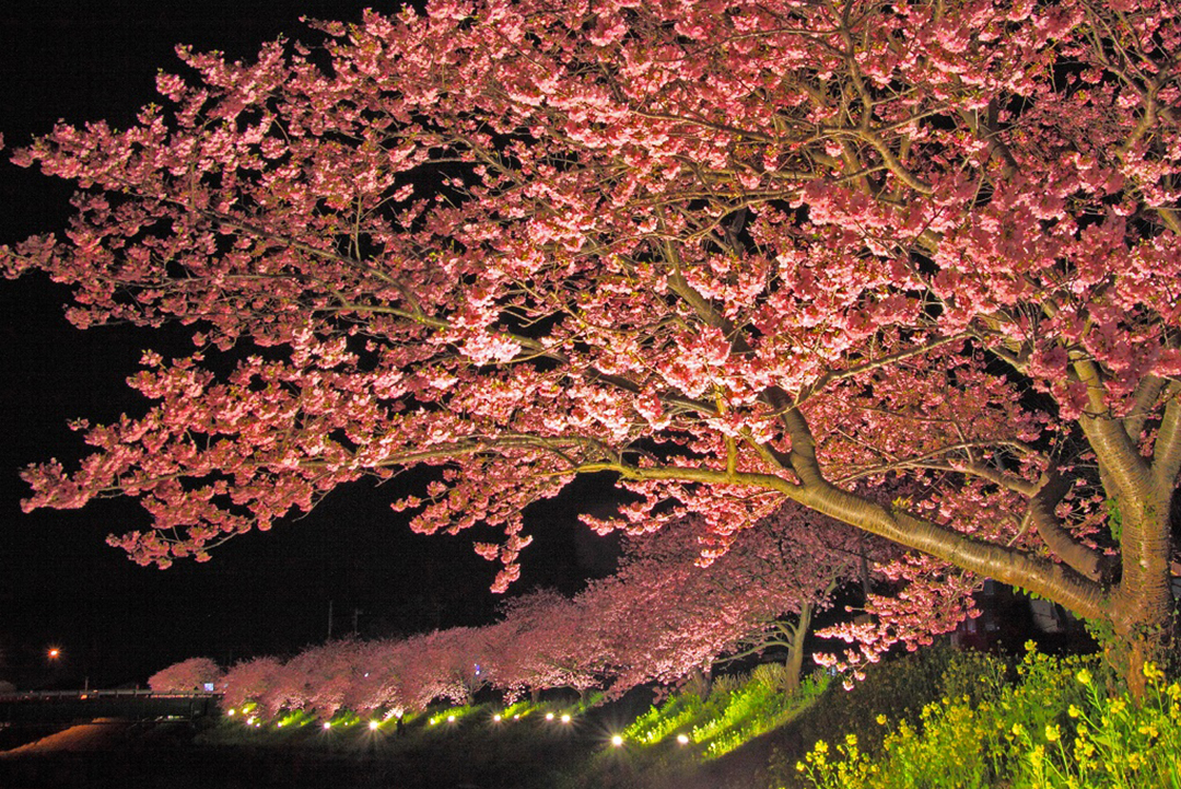 静岡県賀茂郡南伊豆町　第20回みなみの桜と菜の花まつり