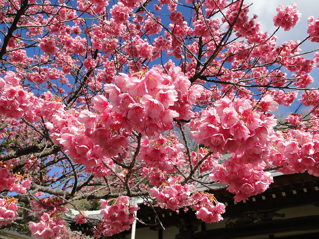 静岡 寒い1月から咲く桜 早咲きの伊豆の土肥桜はなんと1月から開花 土肥桜まつりは1 19 2 2 おんせんニュース