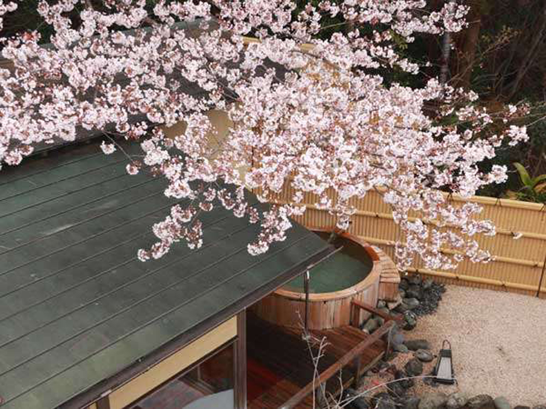 静岡県伊豆の国市古奈　長岡温泉　招福の宿ゑびすや　桜が見える露天風呂　花見露天