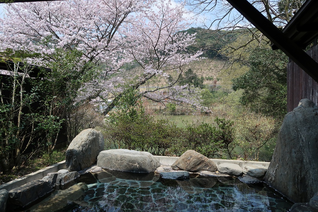 熊本県山鹿市　平山温泉　旅館・家族湯いまむら　桜が見える露天風呂　花見露天
