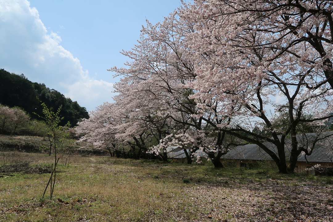 熊本県山鹿市　平山温泉　旅館・家族湯いまむら　桜が見える露天風呂　花見露天