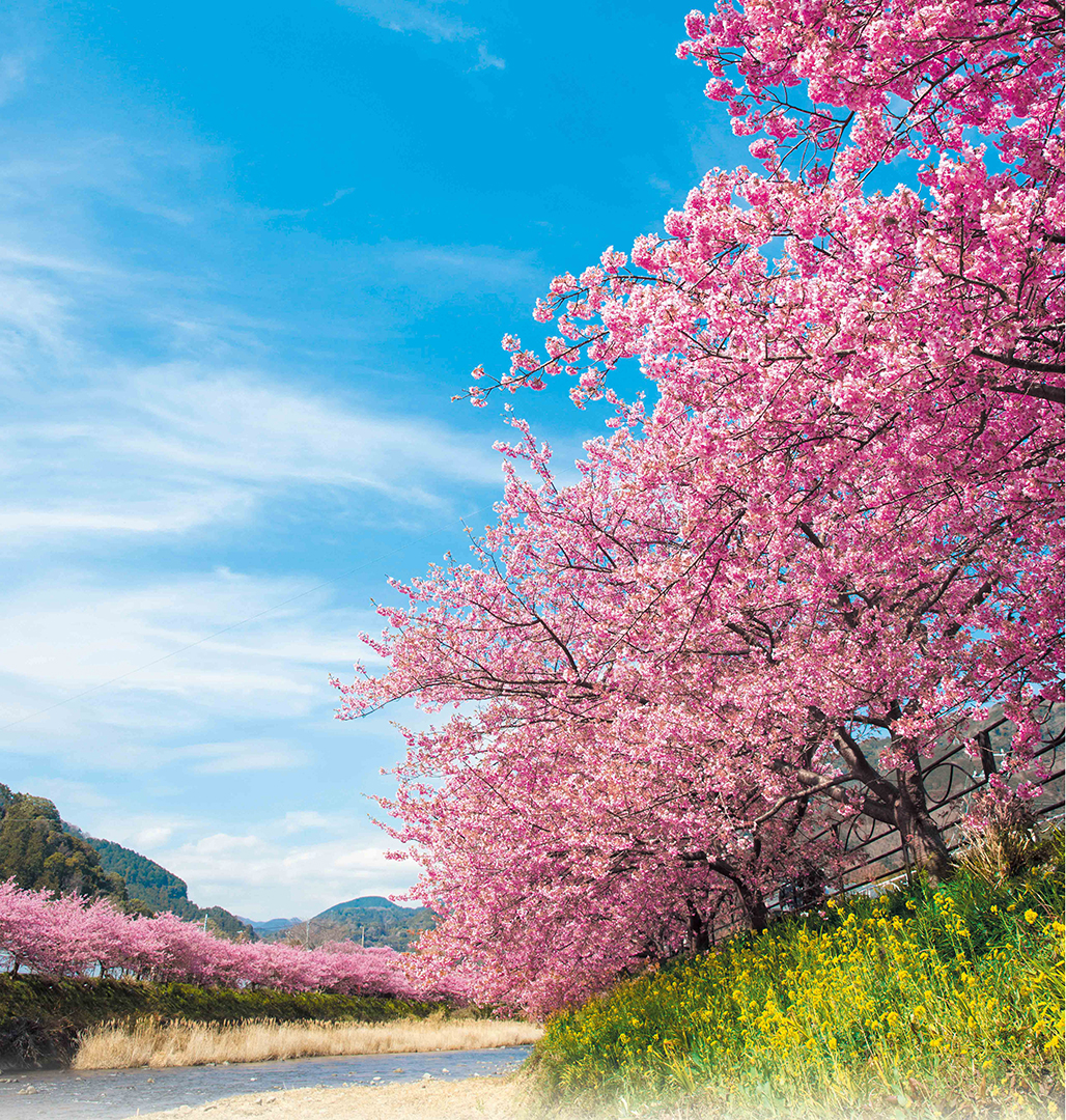 21年は中止 静岡 伊豆 河津桜まつり 1時間途切れない濃いピンクの河津桜で一足早い春を満喫 見頃は2月下旬 おんせんニュース