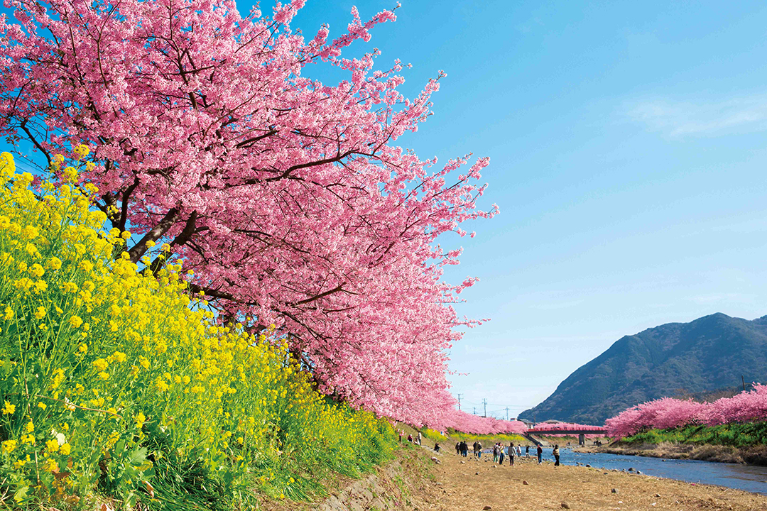 21年は中止 静岡 伊豆 河津桜まつり 1時間途切れない濃いピンクの河津桜で一足早い春を満喫 見頃は2月下旬 おんせんニュース