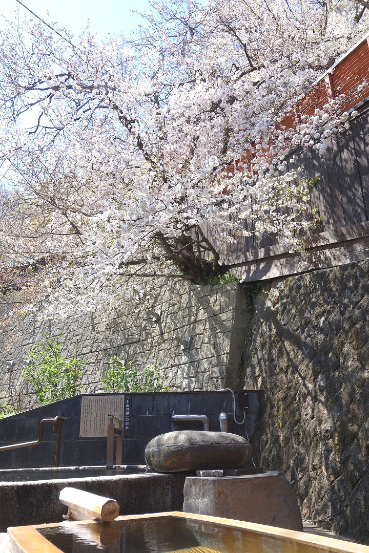 山形県南陽市　赤湯温泉　上杉の御湯　御殿守　桜が見える露天風呂　花見露天
