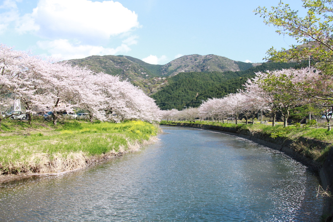 静岡県加茂郡松崎町　那賀川の桜並木　Shizuoka Izu　River side　Cherry trees