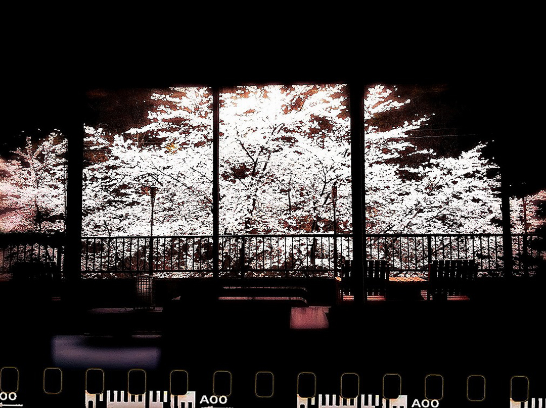 福島県郡山市熱海町　磐梯熱海温泉　金蘭荘 花山　桜が見える露天風呂　花見露天
