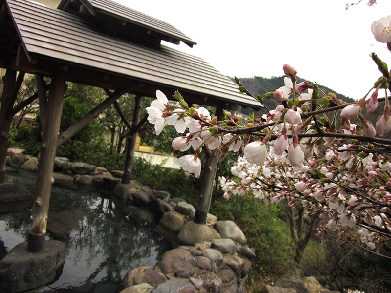 兵庫県美方郡新温泉町　湯村温泉とみや　桜が見える露天風呂　花見露天
