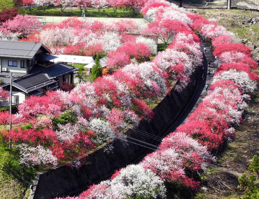長野 赤 白 ピンクの花桃が5000本 月川温泉 昼神温泉に広がる花桃