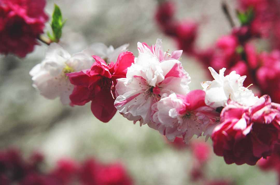 長野 赤 白 ピンクの花桃が5000本 月川温泉 昼神温泉に広がる花桃の里 花桃まつりイベントも おんせんニュース