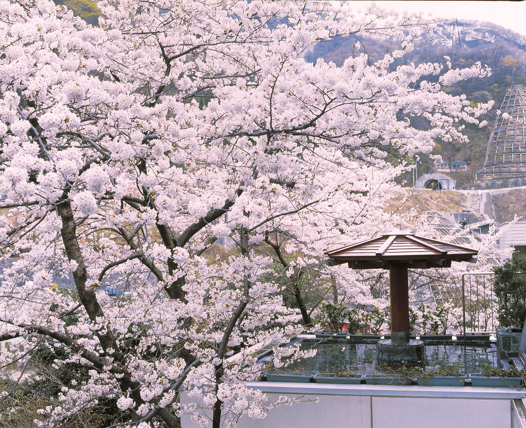 富山県黒部市宇奈月温泉　ホテル黒部　桜が見える露天風呂　花見露天