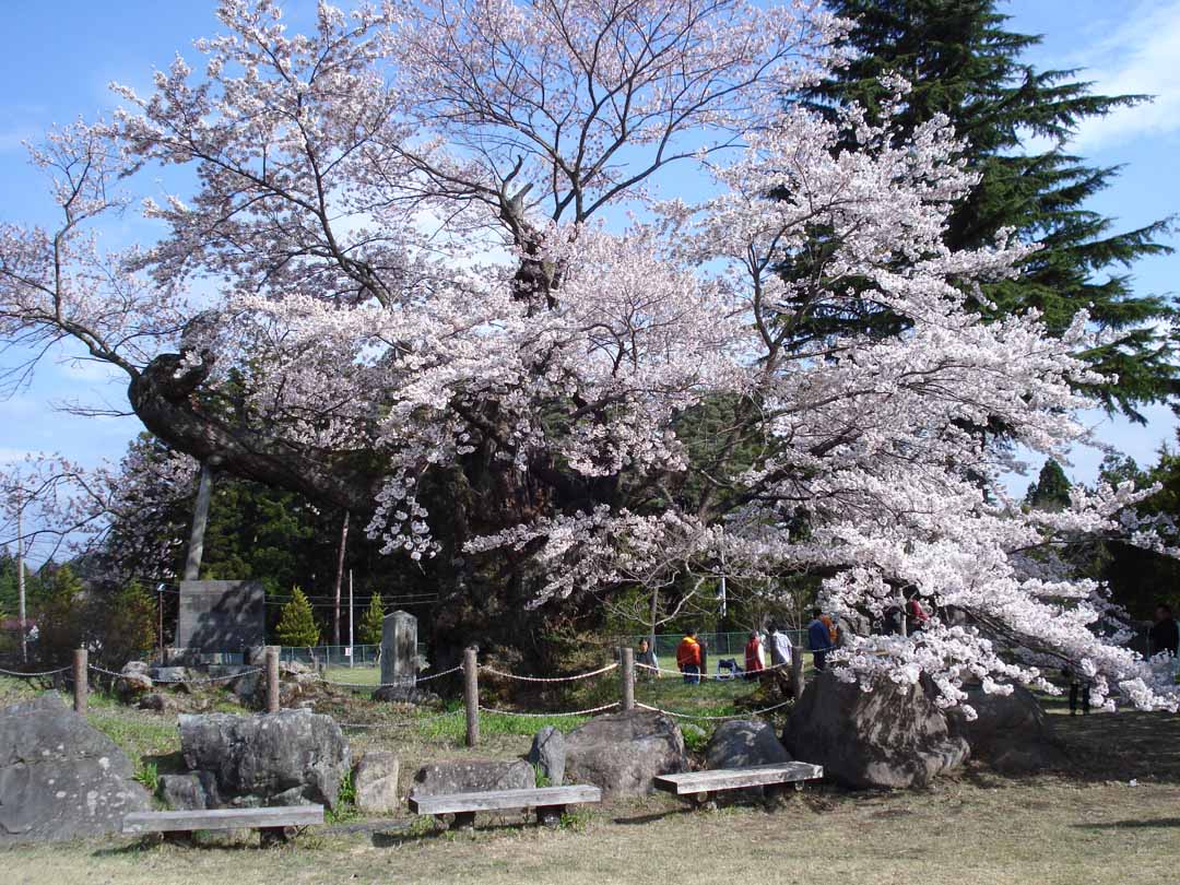 群馬 1ヶ月間どこかでお花見 みなかみ桜マップで温泉桜旅を楽しもう 4月中旬 5月上旬 おんせんニュース
