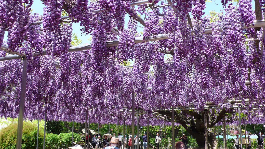 あしかがフラワーパークの大藤まつり　Ashikaga Flower Park