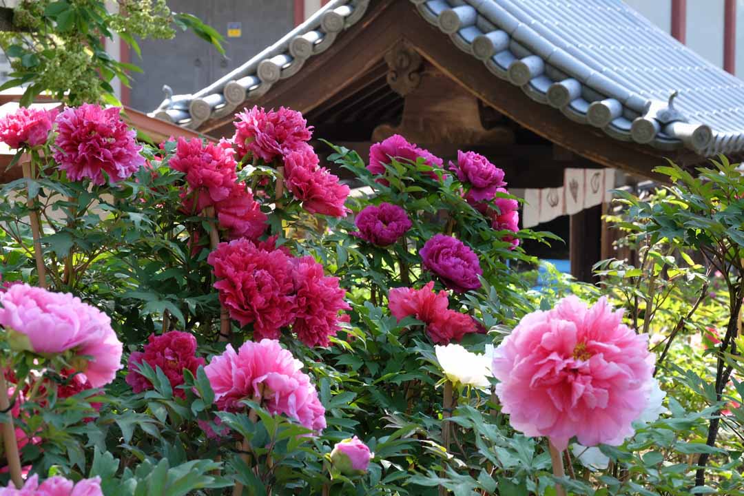奈良 色鮮やかな大輪が咲き誇る1000年の絶景 長谷寺でぼたんまつり開催 実は近くには温泉もある 春季特別拝観も 4 18 5 10 おんせんニュース